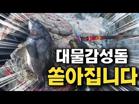 Wow!! If you throw a big red sea bream, it will bite!!