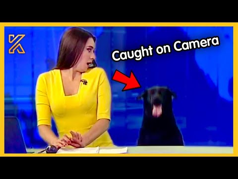 🐕 🎥When Animals Steal the Show🤣Best News Bloopers