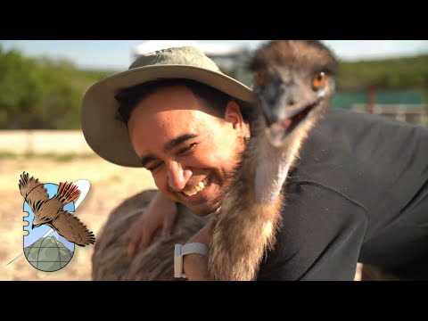 We saved the animals.