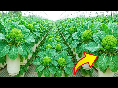 Grow Massive Broccoli in Plastic Bottle Hanging Gardens