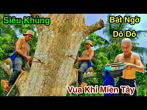 Unexpectedly Received A Huge Reward: Monkey King Sawed Down A Mango Tree That Was Huge For 100 Years