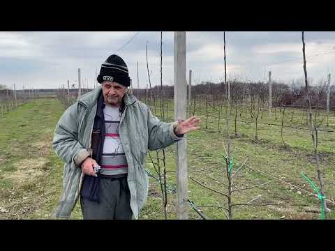 Pruning an intensive apple orchard.