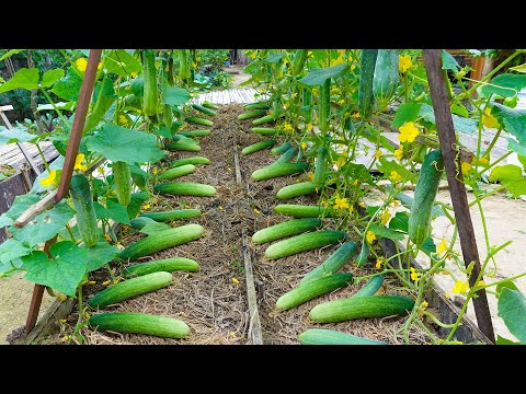 601 Tips to Grow Cucumbers on a Budget - TN Gardening