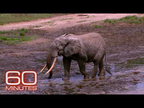 Elephants | 60 Minutes Full Episodes