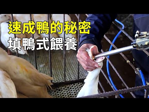 45天7斤多的速成肉鴨，是餵激素的嗎？