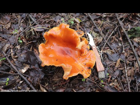 Winter Harvest: Blueleg and Giant Flammulina!