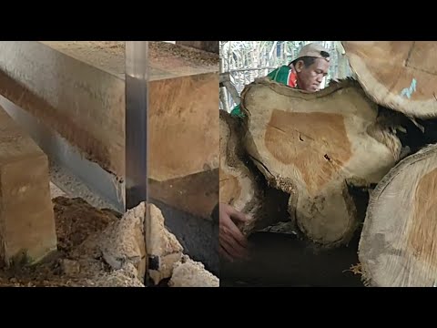 Best quality teak wood in sawmill 