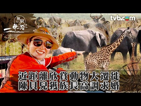 無窮之路4｜近距離欣賞動物大遷徙 陳貝兒獲族長高調求婚 (繁／簡字幕)｜主持陳貝兒