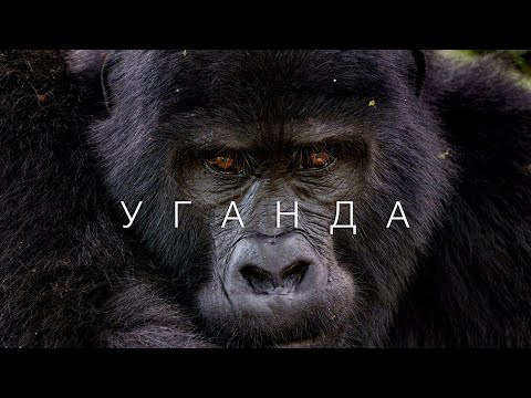 Уганда – Перлина Африки. Сафарі, горили та гори Рувензорі