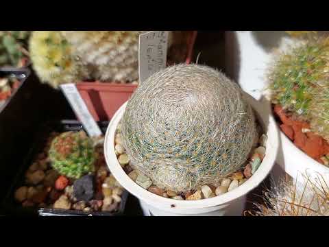 Autumn treatment of cacti🌸🌵 White-pubescent mammillaria🌵