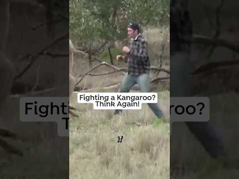 What to do INSTEAD of Fighting a Kangaroo 🦘🥊