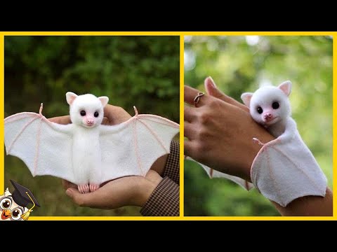 20 Najprzyjaźniejszych zwierząt na świecie