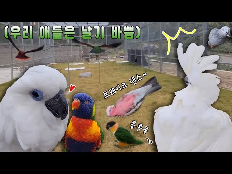 [지구젤리/앵카] 앵무새 운동장에서 귀여운 친구들 잔뜩 만나고 왔어요!