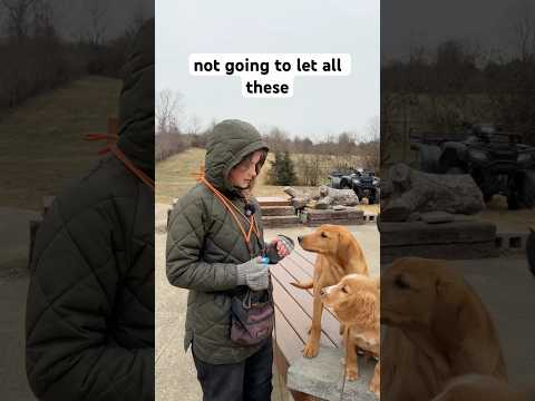 Is It Too Cold To Walk Your Dog? #shorts #dogtraing #puppies