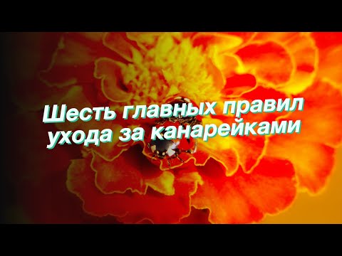 Шесть главных правил ухода за канарейками