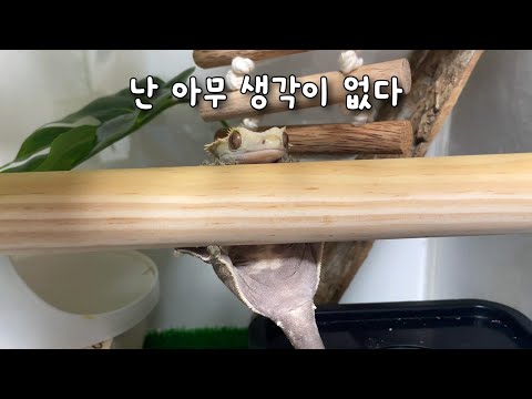 The moments that made me laugh, cry, and laugh out loud while raising a lizard!! [Highlights & Be...