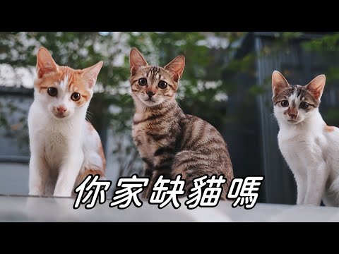 流浪貓媽帶六只幼崽求人類收留，個個瘦得跟猴精似的｜李喜猫
