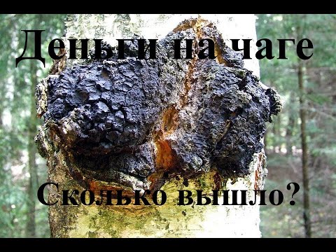 How much do I get on the chaga per day?