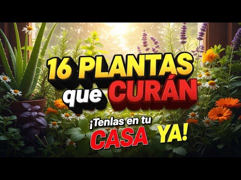 🌿16 PLANTAS MEDICINALES que PUEDES TENER en CASA💚| + CÓMO USARLAS
