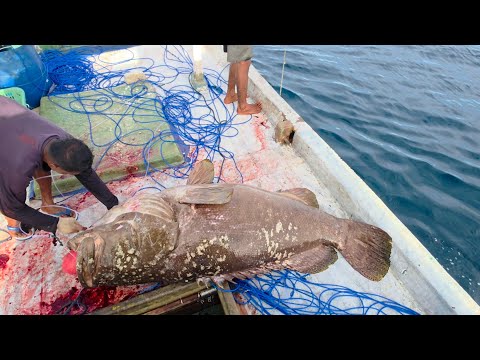 AMAZING ||| Kerapu 150KG Besarnya melebihi 1 orang!!