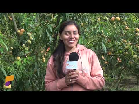 DURAZNO DON PANCHITO