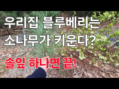 이 것만 있으면 블루베리가 주렁주렁. 초보자도 쉬운 블루베리 키우는 방법.