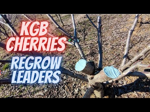 How to regrow leaders on KGB cherries