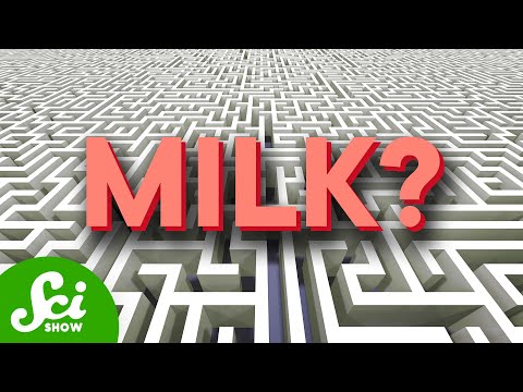 5 Things That Shouldn't Be Able to Solve a Maze