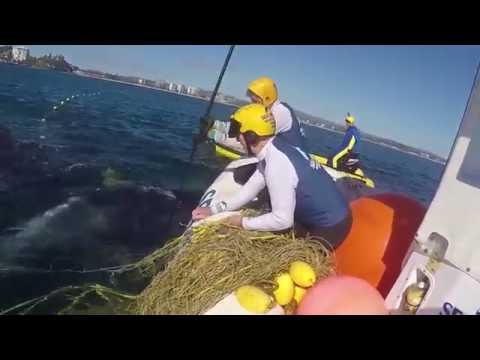 Mother Humpback Stays by Calf While Rescuers Free it From Shark Net