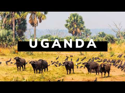 UGANDA TRAVEL DOCUMENTARY | 4x4 Safari Roadtrip 🇺🇬