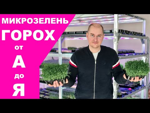 Выращивание микрозелени горох, посадка и полная технология