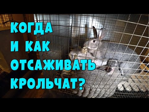When and how to separate rabbits from their mother
