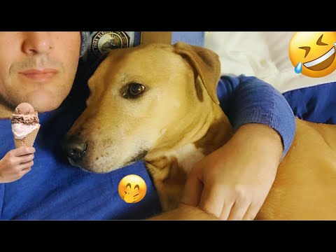 I dare you not to LAUGH at these FUNNY DOGS 😁🦮 - Best Funny Animals Videos 2025 #13