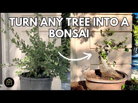 How to Turn ANY Tree into a Bonsai