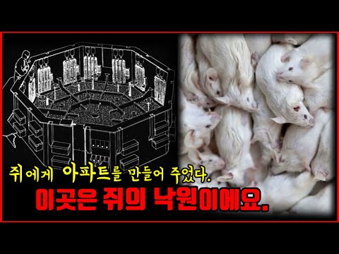 【심랑괴】쥐의 낙원을 만들어주자 그곳은 점점 지옥으로 변했고 멸망으로 치달았다. - 쥐의 낙원 실험. [실제]