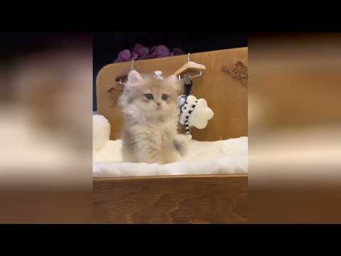 Gatitos adorables que llenan tu mundo de sonrisas y amor