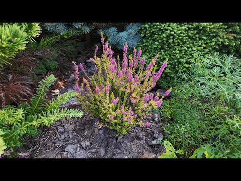 Прогулка по хвойному садику. Сентябрь - октябрь 2025 год.