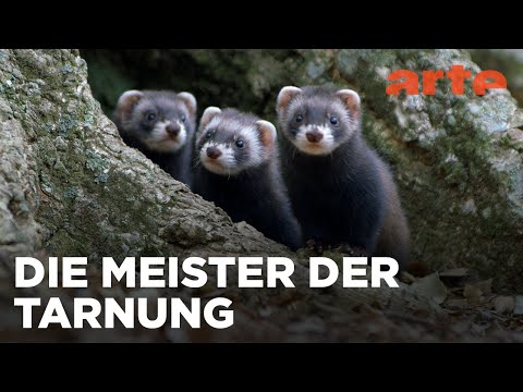 Der Waldiltis: Geschickter Jäger im Verborgenen | ARTE Family