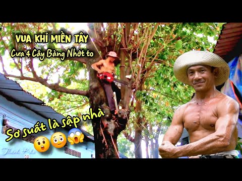 THÔI XONG! THỢ CƯA BỎ CHẠY SỢ SẬP NHÀ KHIẾN CHỦ TRỌ LO LẮNG VÌ KHÔNG AI DÁM CƯA CÒN VUA KHỈ THÌ SAO