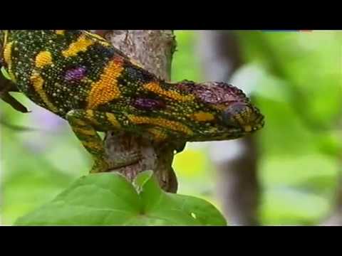 Отпугивание и маскировка. Формы природы.