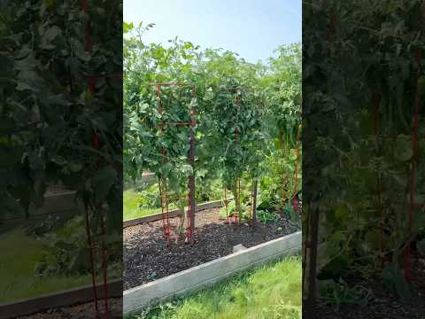 This is my sign for you to go out and trim your tomato plants!