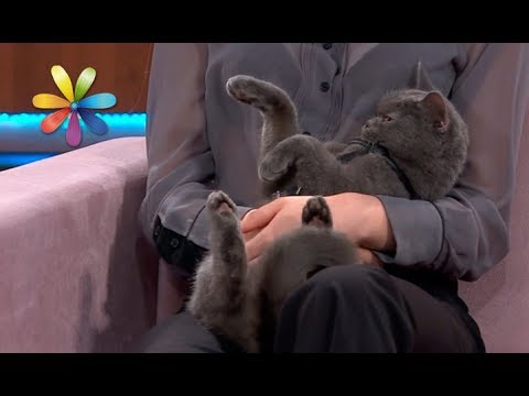 Как отучить кота воровать со стола – Все буде добре. Выпуск 1122 от 14.11.17