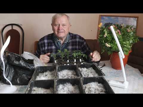 Как правильно закопать рыбку под корень томата, чтобы в разы поднять урожай. Морская Наливочка.