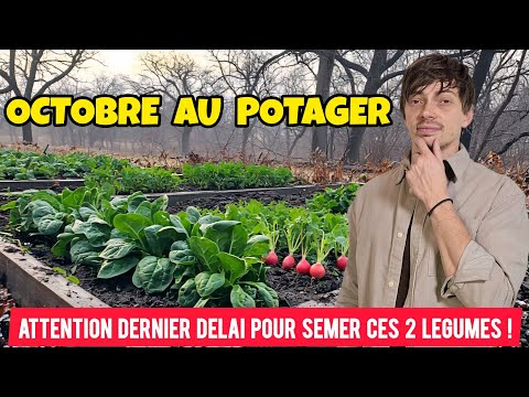 Que SEMER et planter en OCTOBRE au potager