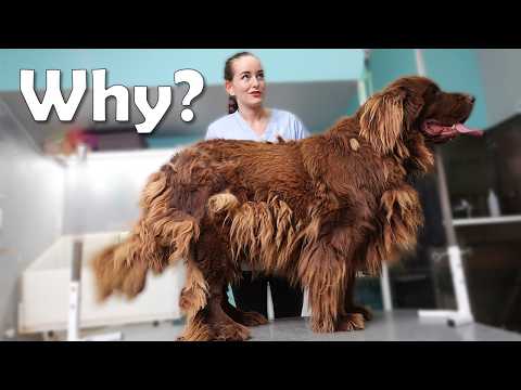 THE BIGGEST NEGLECTED DOG EVER