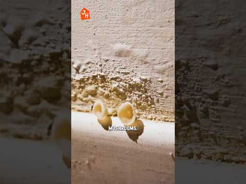 Day 0 Renovating a 500 Year Old Abandoned Cottage