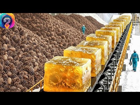 КАК ПЕРЕРАБАТЫВАЮТ сосны — смола, кедровые орешки и заготовка деревьев! Уникальные кадры!