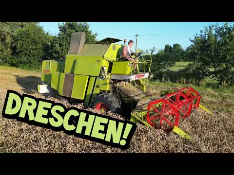DRESCHER ABGERAUCHT | Weizen dreschen OHNE Happy End | Class Mercator 50 | Mr. Moto
