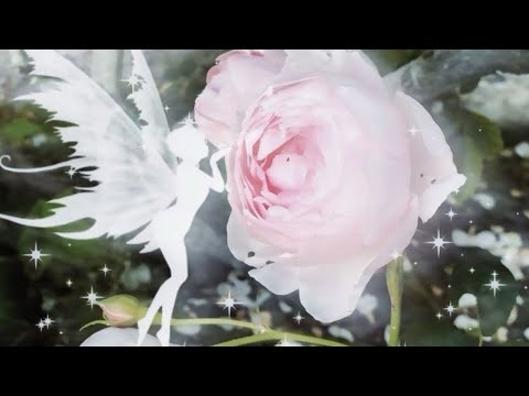 𝓅ersonal combo 💖 ྀི  midface, symmetry + nose 