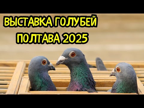 Exhibition - Fair of Pigeons of the Poltava Club of Pigeon Breeders 2025, village of Machuhi, PART 2
